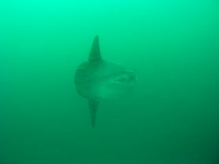 t_P5180173.jpg