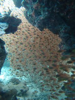 t_P7240515.jpg