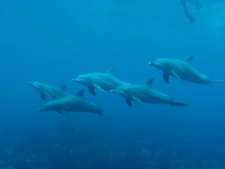 t_P9011246.jpg