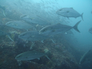 t_PA101771.jpg