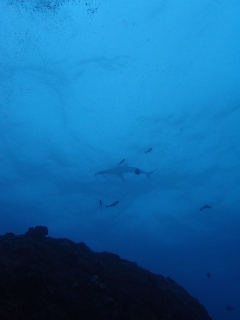 t_PB032257.jpg