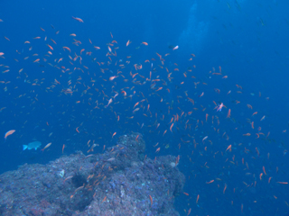 t_PB122628.jpg
