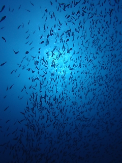 t_PB122647.jpg