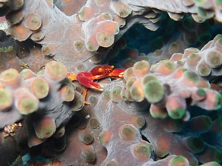 t_PB122660.jpg