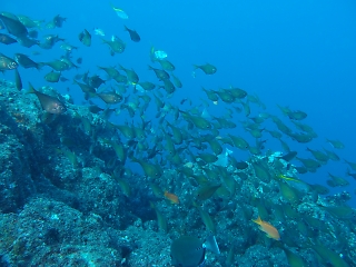 t_PB122665.jpg
